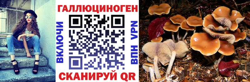kraken ONION  Могоча  Псилоцибиновые грибы прущие грибы 